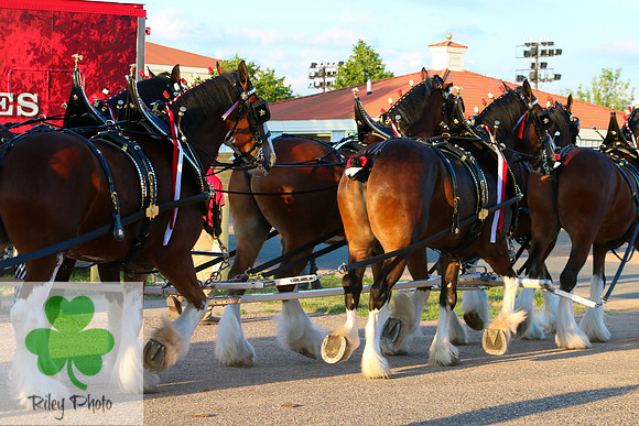 Budweiser Clydesdale Midwest Hitch June 2015
