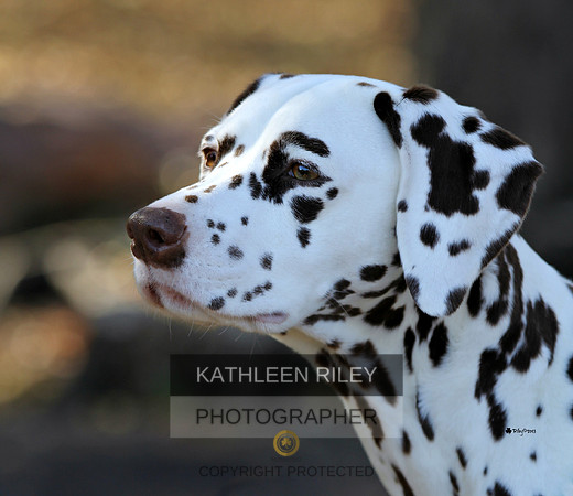 Dalmatian 2013 Top 20 Winner GCh/UKC Ch. Paisley Choco Chip Brownie Delite, RN - "Pauli"