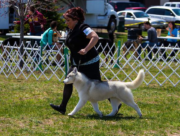 Siberian Husky
