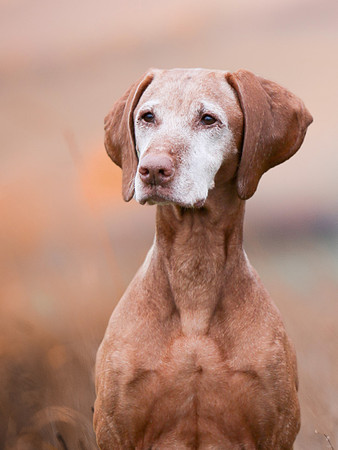 Kathleen-Riley-Vizsla-Senior-Souls