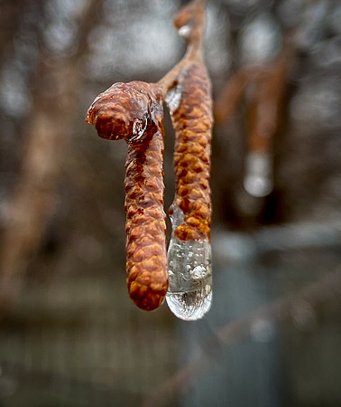 Backyard-Seeds-IMG_0949