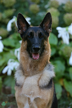 Rose-the-GSD-IMG_1133
