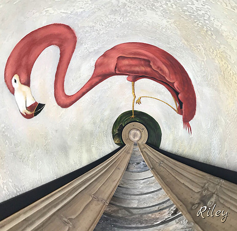 Flamingo-IMG_2075