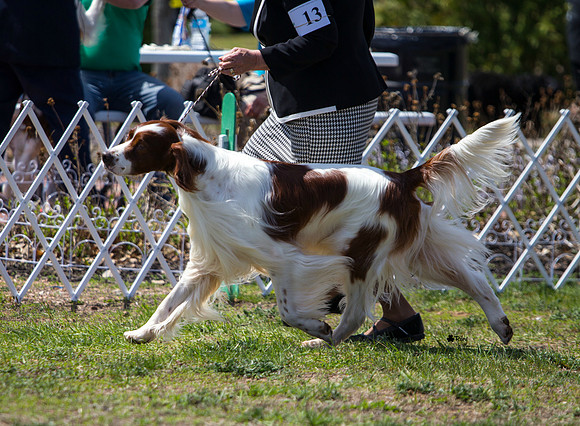 Irish Red and White Setter