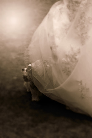 Cavalier King Charles spaniel peeking out from the wedding dress