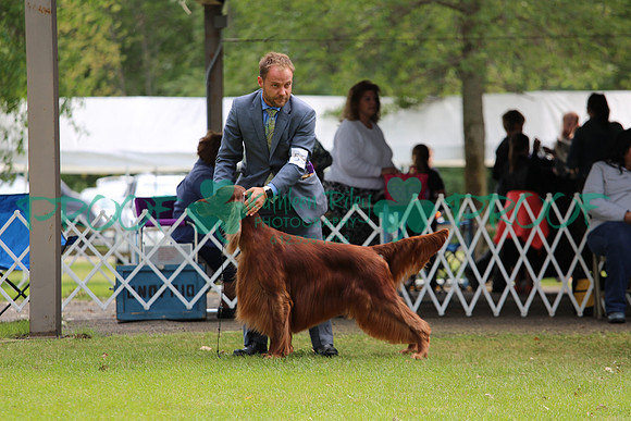 Irish Setter GCH Vermillion's Sea Breeze