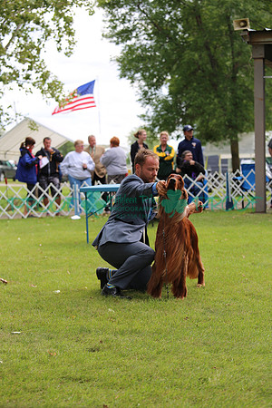 Irish Setter GCH Vermillion's Sea Breeze