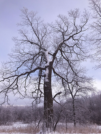 SLT Winter Oak 8x10 single mount