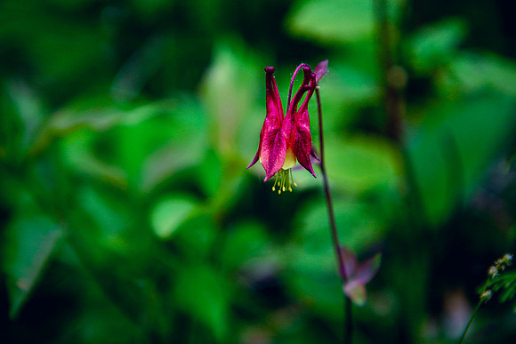 SLT Honeysuckle 8x8 mount