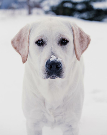 KARD Fluffy the Vampire Labrador in a Minnesota Winter