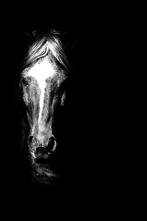 KARD Sheldon Mustang Stallion BW  24x36