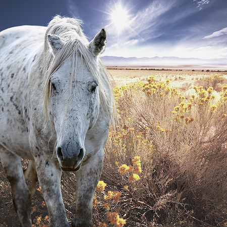 KARD 2021 Sheldon Mustang Stallion Gray