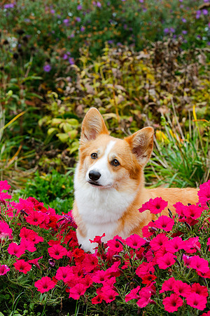 KARD Lily-the-Corgi-IMG_1125