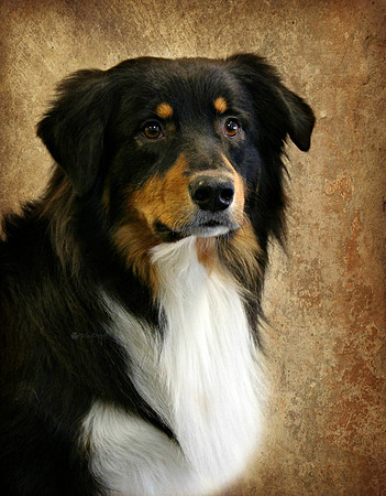 Jon the Australian Shepherd