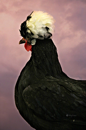 Polish chicken at a casting call shoot for Animal Talent Pool