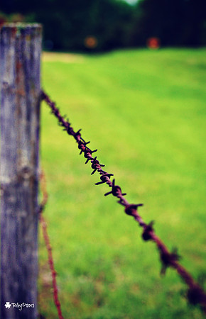 Rusty barbed wire on an old wooden post