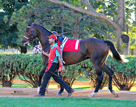 Dear Fay Thoroughbred Racehorse in the paddock at Canterbury Park