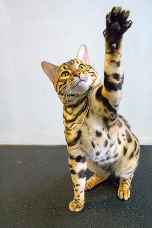 Cat photograph by Kathleen Riley Photography