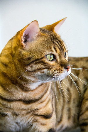 Cat photograph by Kathleen Riley Photography