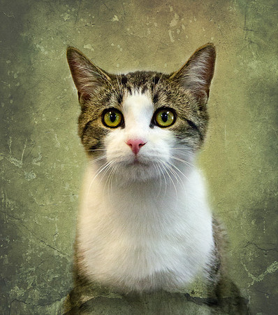 Cat photograph by Kathleen Riley Photography