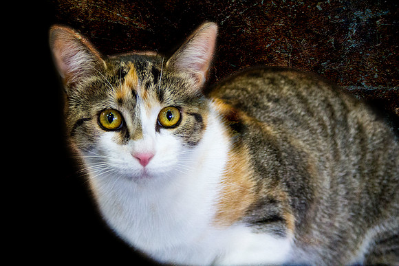 Cat photograph by Kathleen Riley Photography
