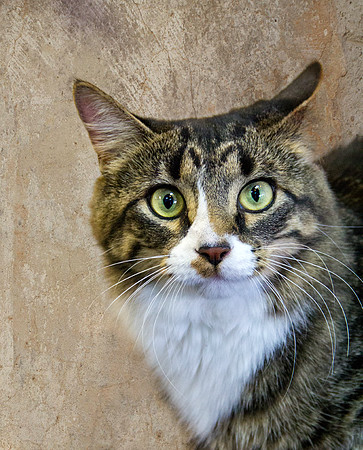 Cat photograph by Kathleen Riley Photography