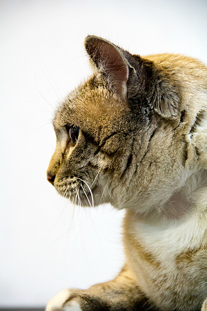 Cat photograph by Kathleen Riley Photography