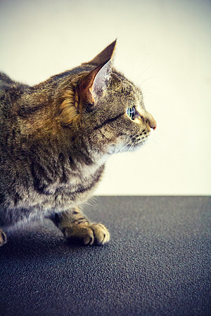 Cat photograph by Kathleen Riley Photography
