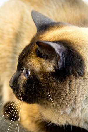 Cat photograph by Kathleen Riley Photography