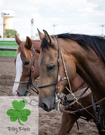 Outrider horses