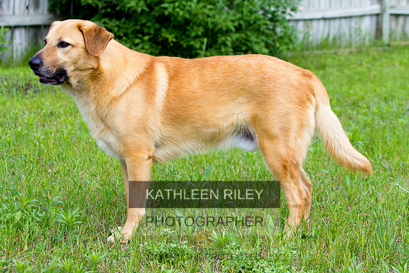Minnow  - hard body mature adult and tail He's 10 in this photo
