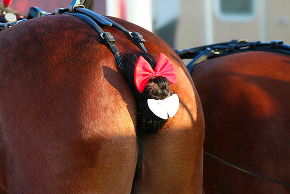 Budweiser Clydesdale Midwest Hitch June 2015