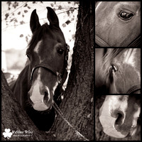 Senior Horse Photography Project 2016