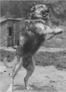 Koskoquim Kuskokwim 83# (Owned by Caryl Peabody)