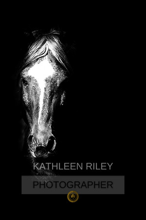 Sheldon Mustang Stallion BW  24x36