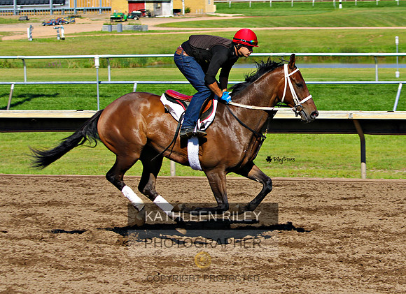 Thoroughbred morning exercise gallop at Canterbury Park