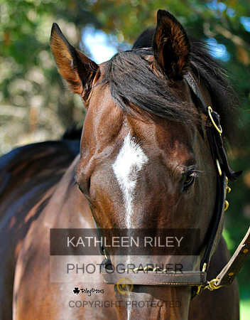 Sam Lord's Castle  - Thoroughbred Stallion