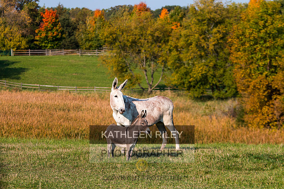 Long Ears in a Minnesota Field Mule and Miniature Donkey