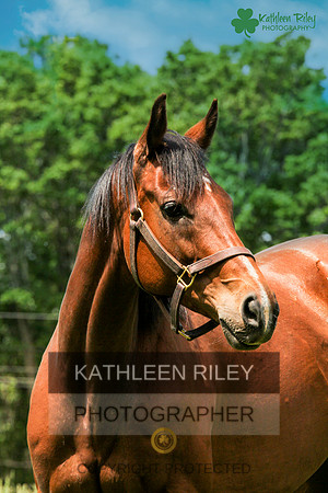 Rosewood Farm Thoroughbred Mare Restless Warrior