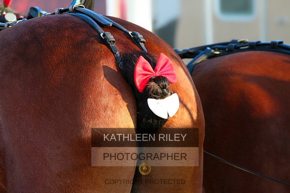 Budweiser Clydesdale Midwest Hitch June 2015