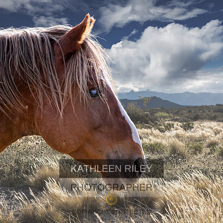2021 Sheldon Mustang Stallion Blind Profile