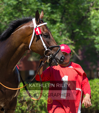 Shakopee-Minnesota-Paddock-IMG_0428