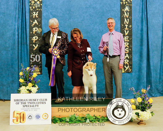 GCHB CH NYKISKA'S AUTUMN SPICE. WS54950001. 10/4/2016. Bitch.Breeder: Stephanie Hamblin Barnhill & Cynthia & Doug Harris. By CH Snoebear'sWhen In Rome - GCH CH Nykis