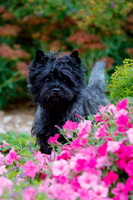 Maschke Clann Cairn Terriers