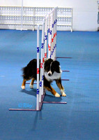 UMASC - Agility January 2012