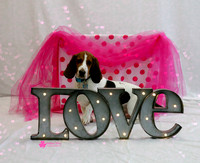 Stanley the Basset Hound