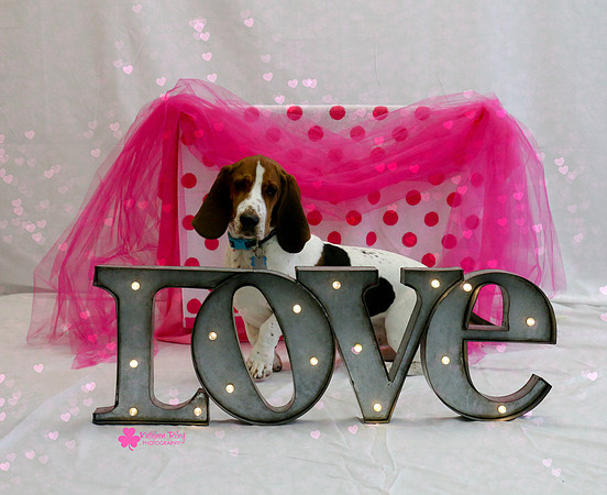 Stanley the Basset Hound