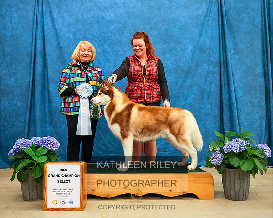 WGMC9248-20230415 NEW GRAND CHAMPION