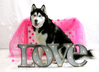 Husky