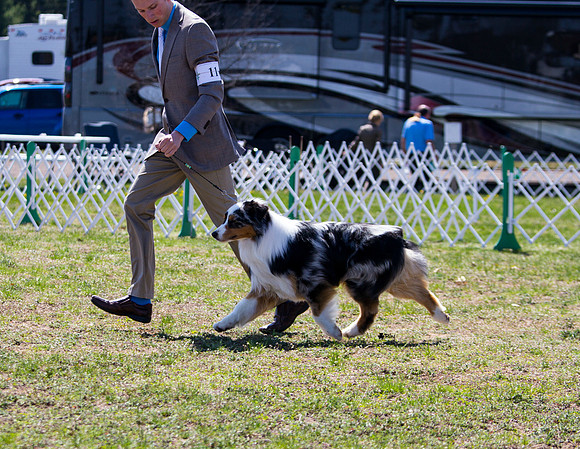 Australian shepherd